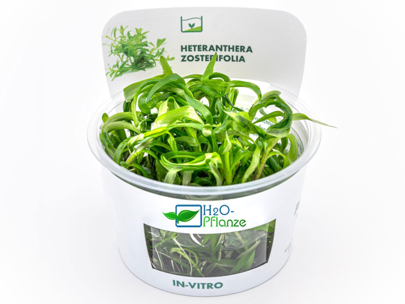 Trugkölbchen - Heteranthera zosterifolia in vitro